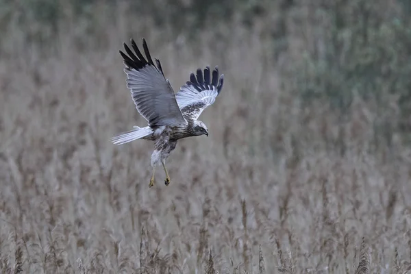 Western Marsh Harrier Hábitat Natural — Foto de Stock