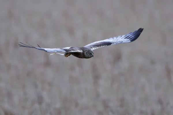 Binturongun Doğal Yaşam Ortamı Içinde Batı Marsh Harrier — Stok fotoğraf