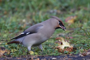 Binturongun doğal yaşam ortamı, Danimarka bohem ipekkuyruk