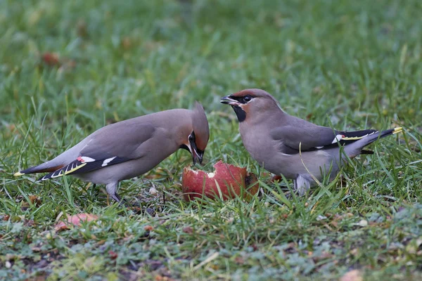 Bohemian Wachsflügel Seinem Natürlichen Lebensraum Dänemark — Stockfoto