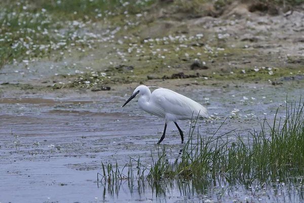 Silkeshägern Sin Naturliga Miljö — Stockfoto