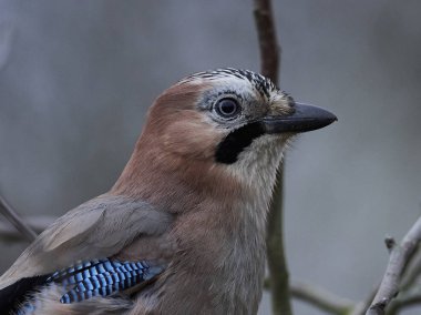 Doğal habitatları Danimarka bayağı alakarga