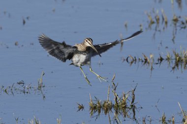 Doğal habitatları Danimarka'da yapılan ortak su çulluğu