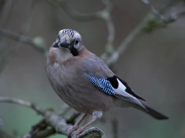 Jay Euroasiático Hábitat Natural Dinamarca — Foto de Stock