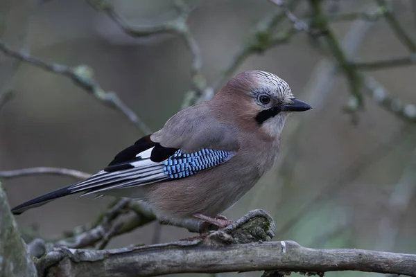 Jay Euroasiático Hábitat Natural Dinamarca — Foto de Stock