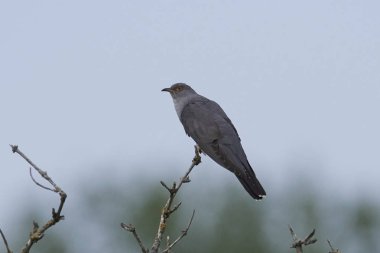 Bayağı guguk içindeki doğal yaşam Danimarka