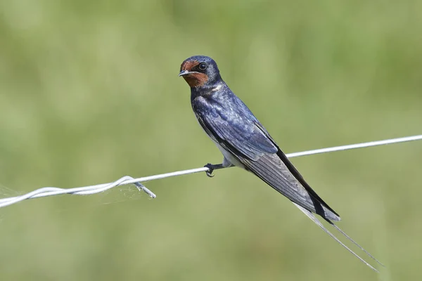 Barn Swallow Its Natural Habitat Denmark — Stock Photo, Image