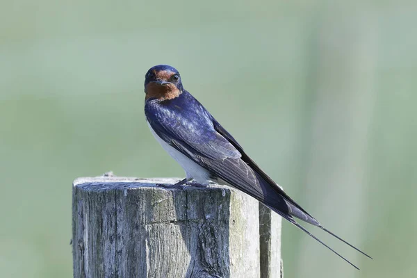 Hirondelle Rustique Dans Son Habitat Naturel Danemark — Photo