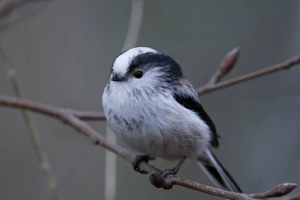 Langschwanzmeise (aegithalos caudatus)) — Stockfoto