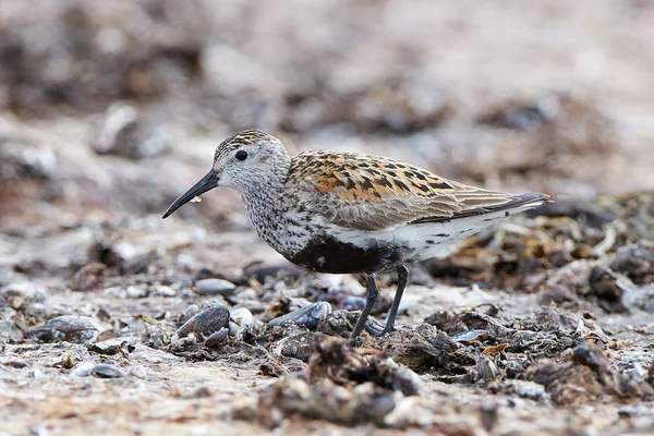 Dunlin Pie Arena Hábitat Natural — Foto de Stock