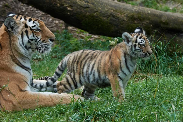 Femmina Amur Tiger Suo Cucciolo — Foto Stock