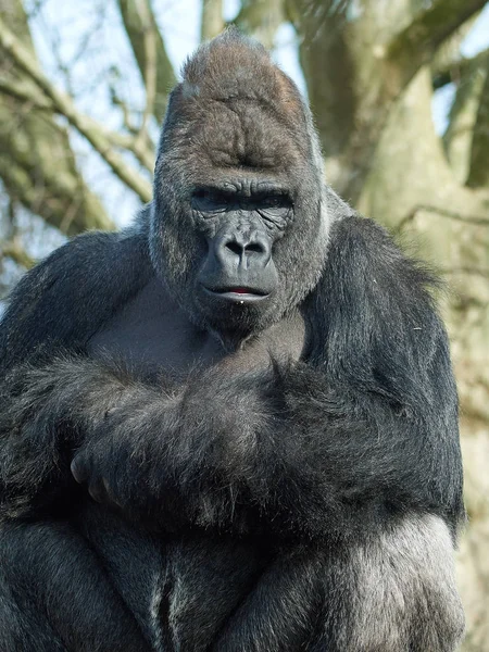 Arka plan bitki örtüsü ile Batı goril portresi