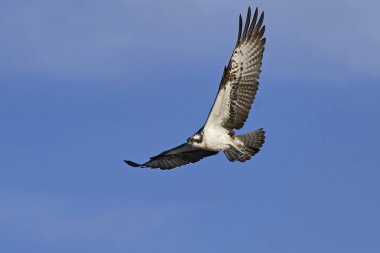 Binturongun doğal yaşam ortamı içinde uçuş sorguç