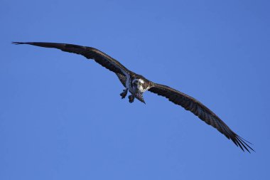 Binturongun doğal yaşam ortamı içinde uçuş sorguç