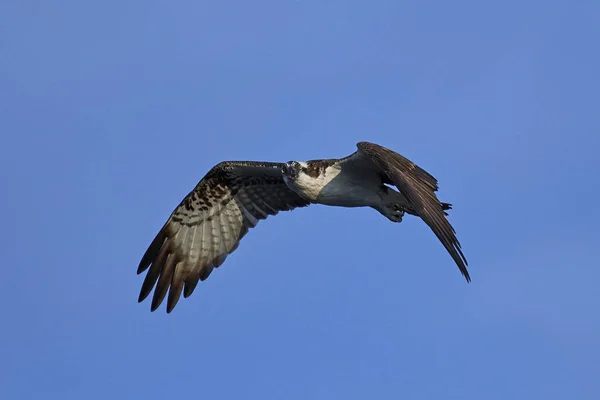 Osprey Flight Its Natural Habitat Sweden — Stock Photo, Image