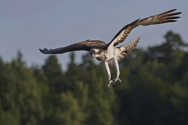 Osprey Під Час Польоту Його Природному Середовищі Існування Швеції — стокове фото