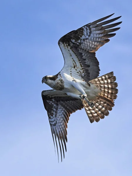 Osprey Voo Seu Habitat Natural Suécia — Fotografia de Stock