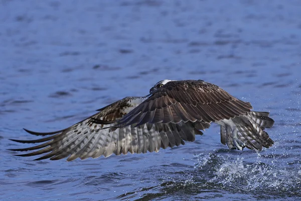 Osprey Vuelo Hábitat Natural —  Fotos de Stock