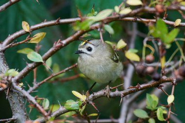Goldcrest Danimarka 'daki doğal ortamında