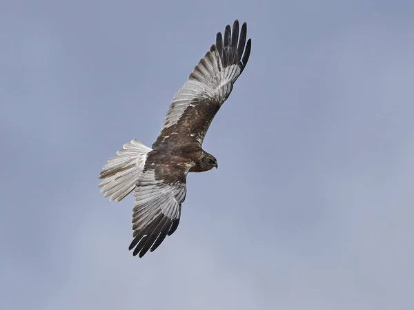 Harrier Des Marais Ouest Dans Son Habitat Naturel — Photo