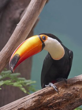 Toco habitatları bir şube oturan Toucan
