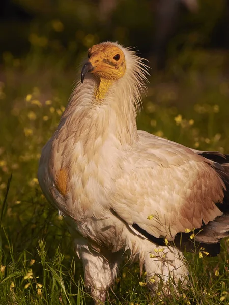 Mısır Akbabası Ayakta Yere Gündoğumu — Stok fotoğraf