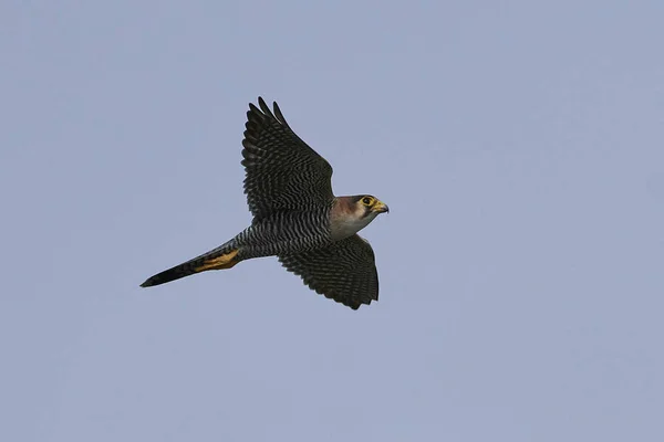 Red Necked Falcon Vlucht Zijn Natuurlijke Habitat Gambia — Stockfoto