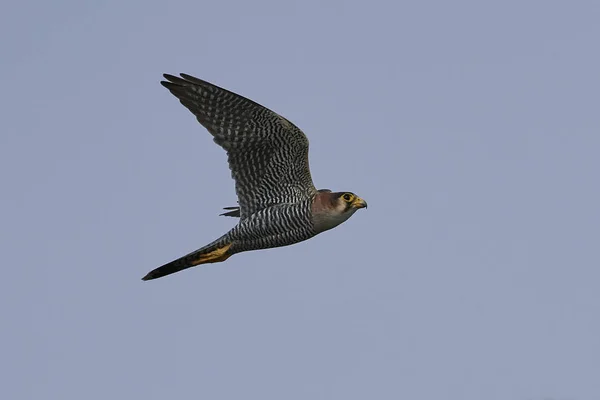 Falco Dal Collo Rosso Volo Nel Suo Habitat Naturale Nel — Foto Stock