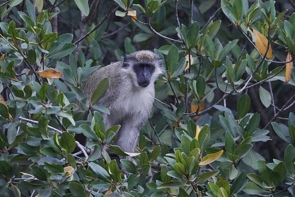 Macaco Vervet Seu Habitat Natural Gâmbia — Fotografia de Stock