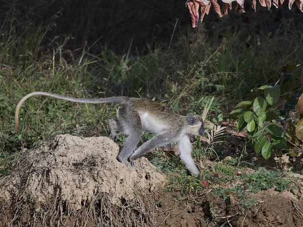 Macaco Vervet Seu Habitat Natural Gâmbia — Fotografia de Stock