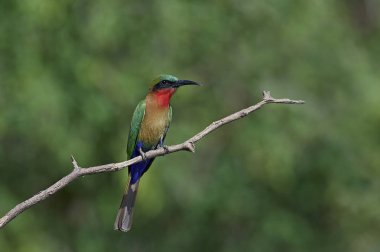Kızıl gerdanlı arı kuşugiller doğal tabiatında Senegal içinde