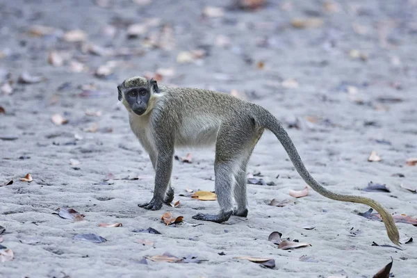 Mono Vervet Hábitat Natural Gambia —  Fotos de Stock