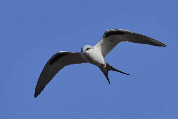Afrikaanse Zwaluwstaartwouw Vlucht Met Blauwe Luchten Achtergrond — Stockfoto