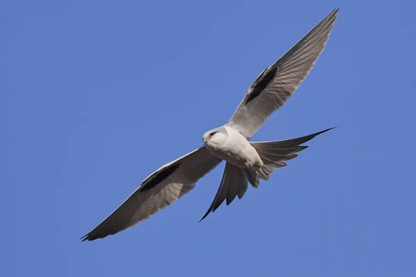 Afrikaanse Zwaluwstaartwouw Vlucht Met Blauwe Luchten Achtergrond — Stockfoto