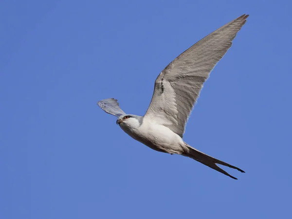 African Swallow Tailed Kite Flight Blue Skies Background — Stock Photo, Image