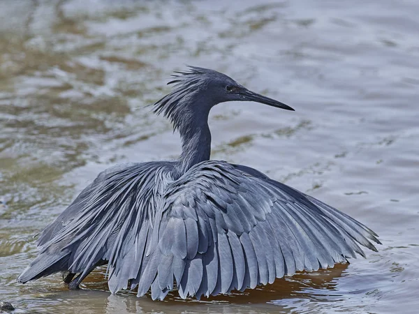 Schwarzreiher Seinem Natürlichen Lebensraum Gambia — Stockfoto