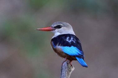 Gri başlı kingfisher doğal tabiatında Senegal içinde