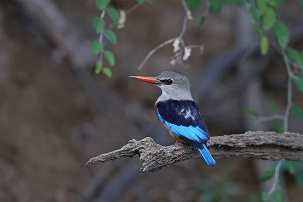 Gri Başlı Kingfisher Doğal Tabiatında Senegal Içinde — Stok fotoğraf