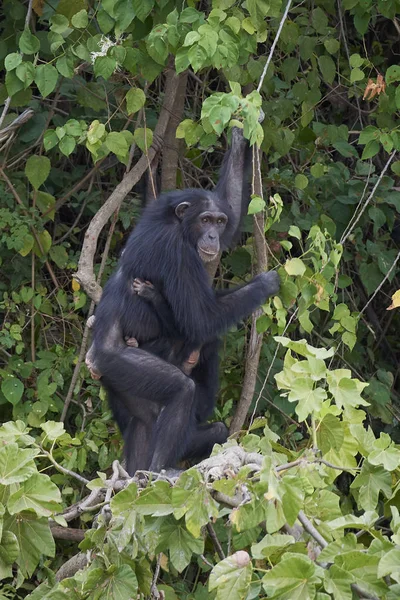 Chimpancé Hábitat Natural Las Islas Baboon Gambia — Foto de Stock