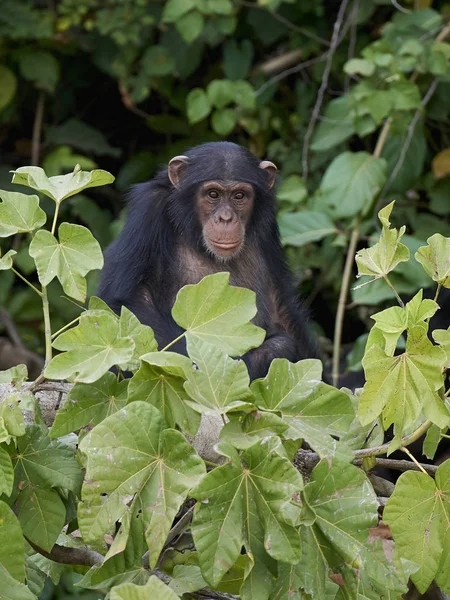 Chimpancé Hábitat Natural Las Islas Baboon Gambia — Foto de Stock