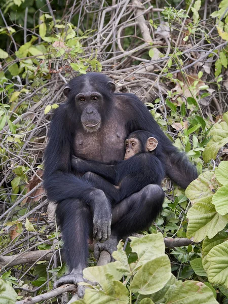 Chimpanzee Its Natural Habitat Baboon Islands Gambia — Stock Photo, Image