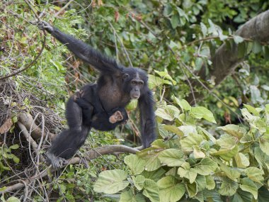 Şempanze (Pan troglodytes)