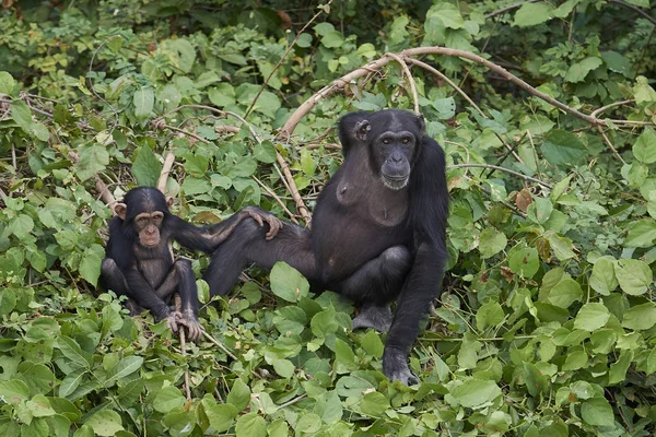 비아에 원숭이 그것의 침팬지 — 스톡 사진