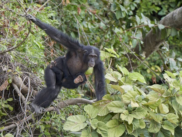 Chimpanzé (Pan troglodytes ) — Fotografia de Stock