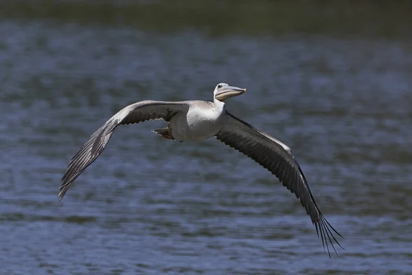 Pink Backed Pelican Pelecanus Rufescens — Stockfoto