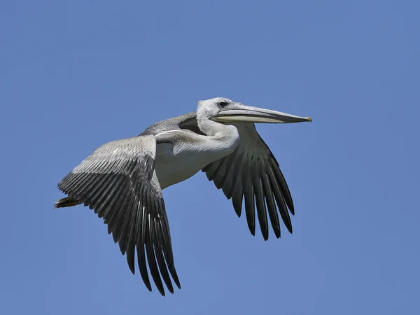 Pink Backed Pelican Natuurlijke Habitat Gambia — Stockfoto