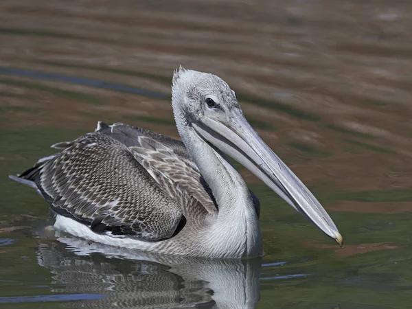 Rosa Backed Pelican Sitt Naturliga Habitat Gambia — Stockfoto