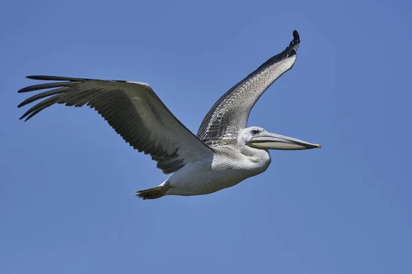 Pink Backed Pelican Natuurlijke Habitat Gambia — Stockfoto