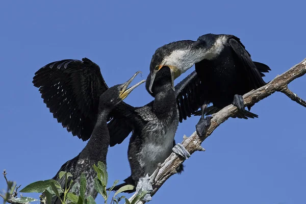 Weißbrustkormoran Seinem Natürlichen Lebensraum Der Seine Jungen Ernährt — Stockfoto