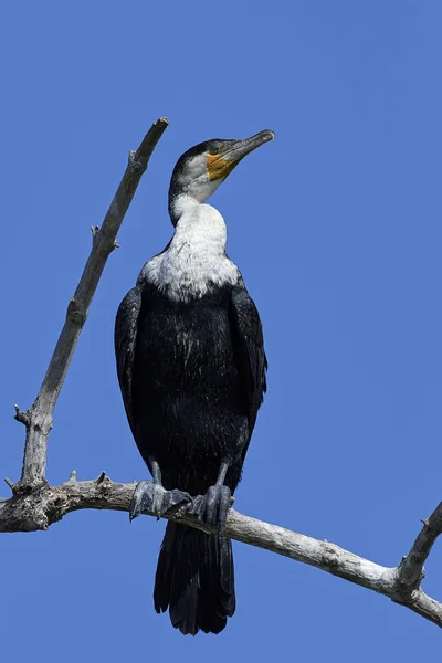 Cormoran Poitrine Blanche Dans Son Habitat Naturel Gambie — Photo